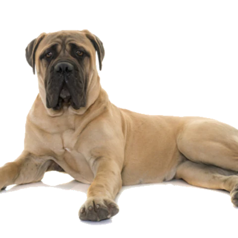T-Rex Elk Antler Chew-1