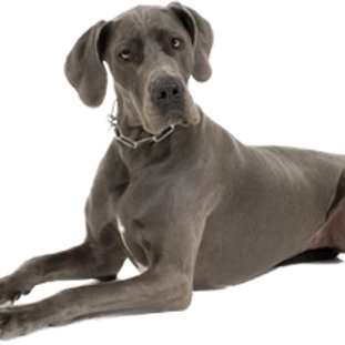 T-Rex Elk Antler Chew-2
