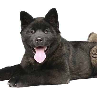 T-Rex Elk Antler Chew-3